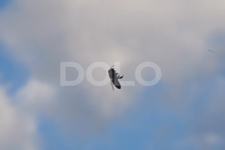 Dead Bee in a Spider Web Beneath a Cloudy Blue Sky