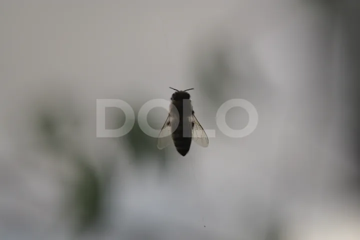 Dead Bee in a Spider Web Against Blurred Foliage