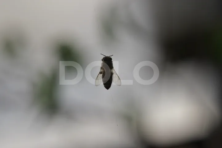 Dead Bee Suspended in a Web with Soft Outdoor Bokeh