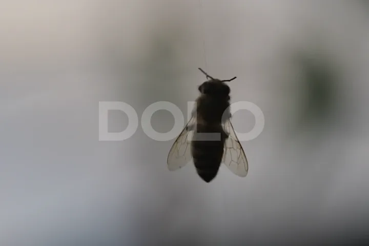 Close-Up of a Dead Bee Caught in a Spider Web